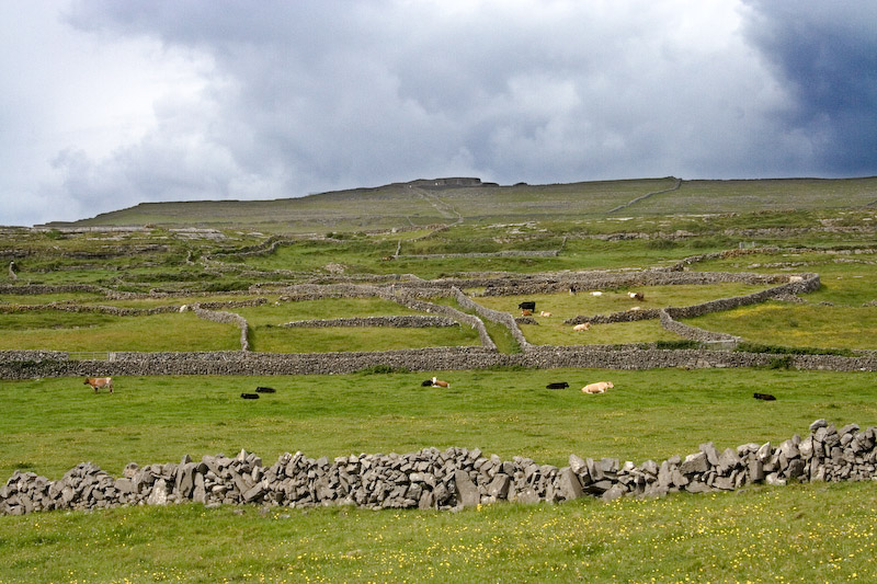 Stone walls divide fields. Dun Angus in distance.