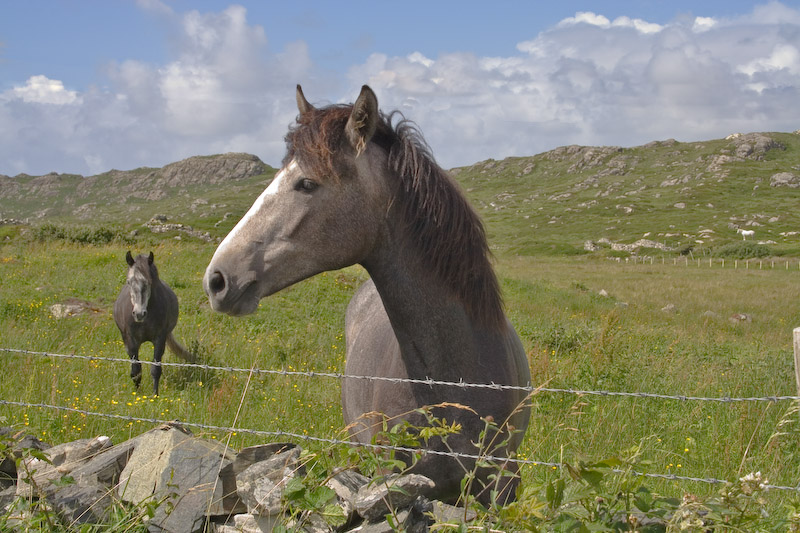 One of many curious horses we saw.