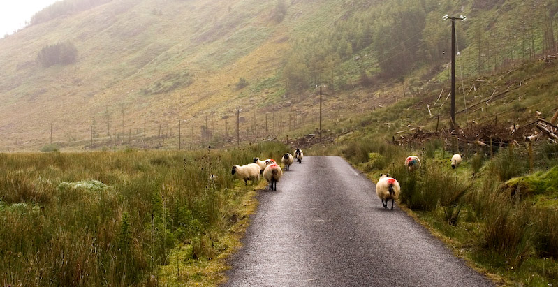 Typical Connemara  traffic pattern - the sheep were more of a hazard than the infrequent cars