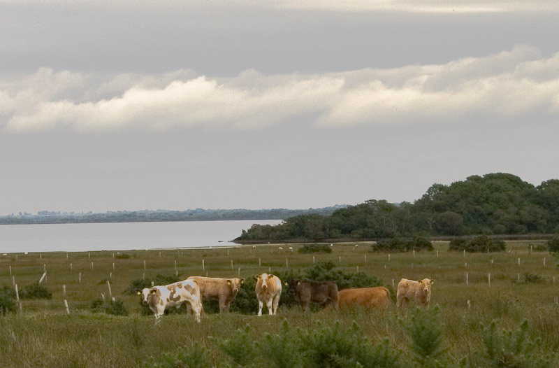 Local residents.