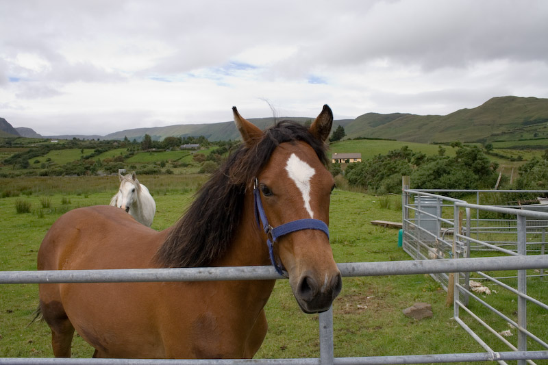 Fantastic horses.