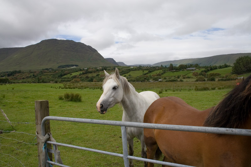 Fantastic horses.