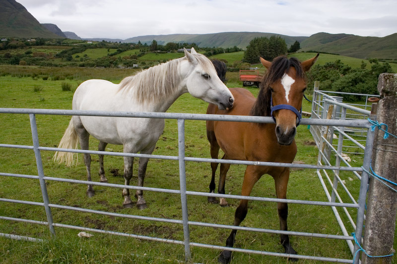 Fantastic horses.