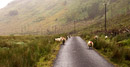 Typical Connemara  traffic pattern - the sheep were more of a hazard than the infrequent cars